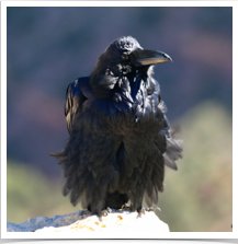 Raven - Perched Raven - Perched